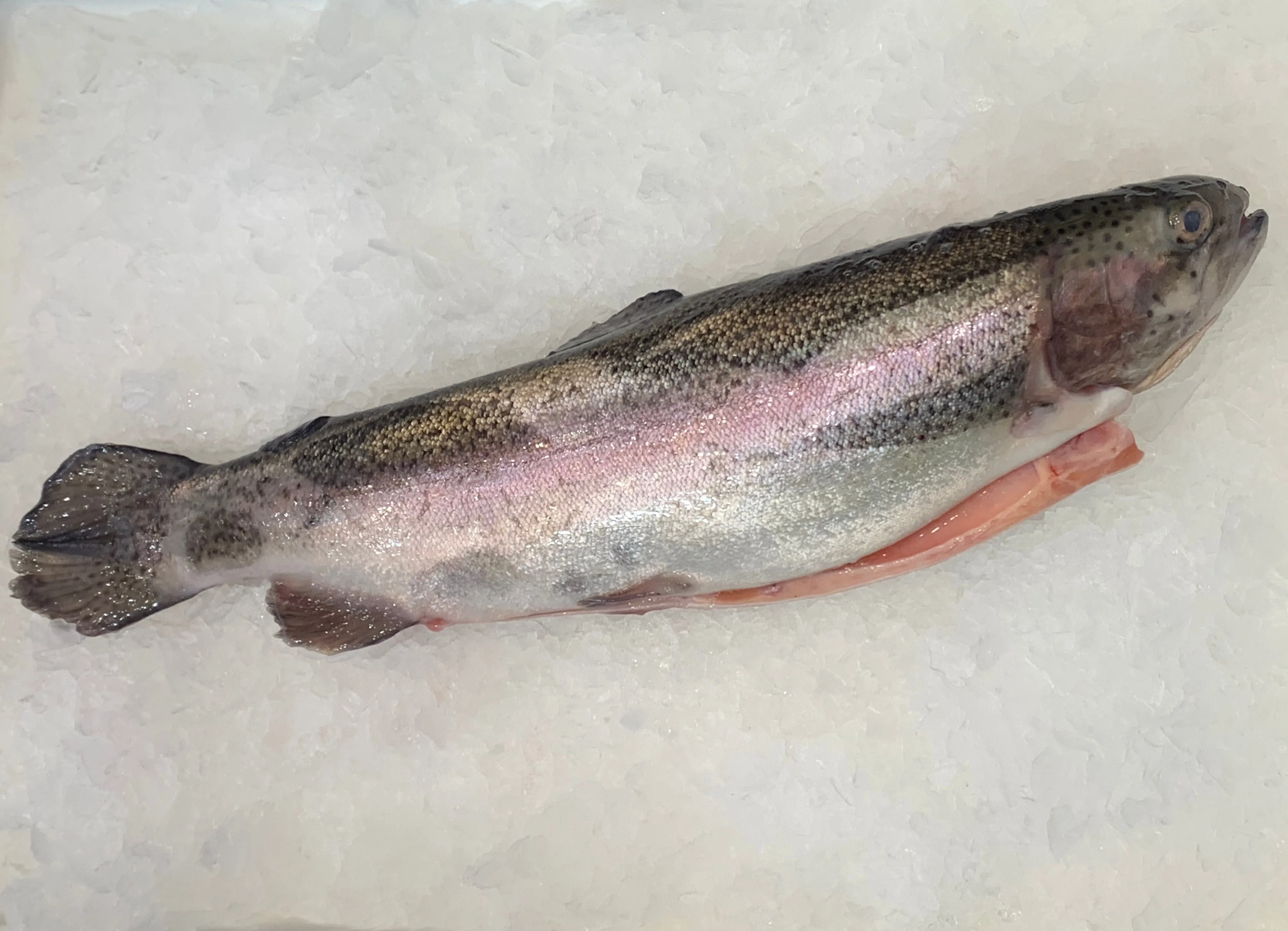 Australian Rainbow Trout (Whole)