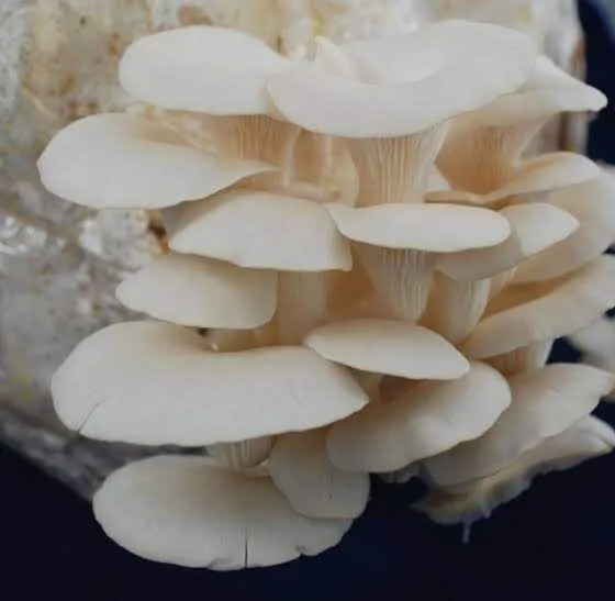Fresh Mushroom