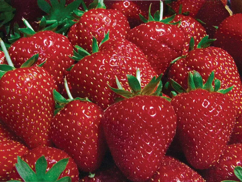 Fresh Strawberries